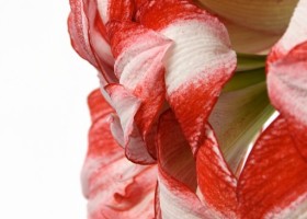 hippeastrum Jolly Majesty (3)